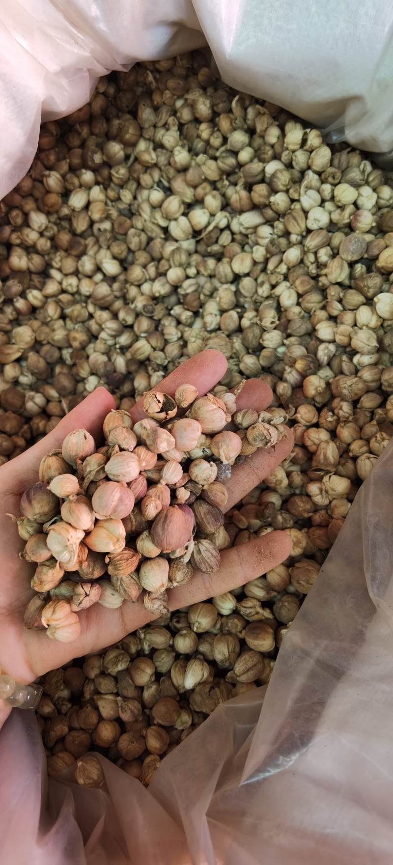 白豆蔻批发白豆蔻可供实体店批发零售量大从优