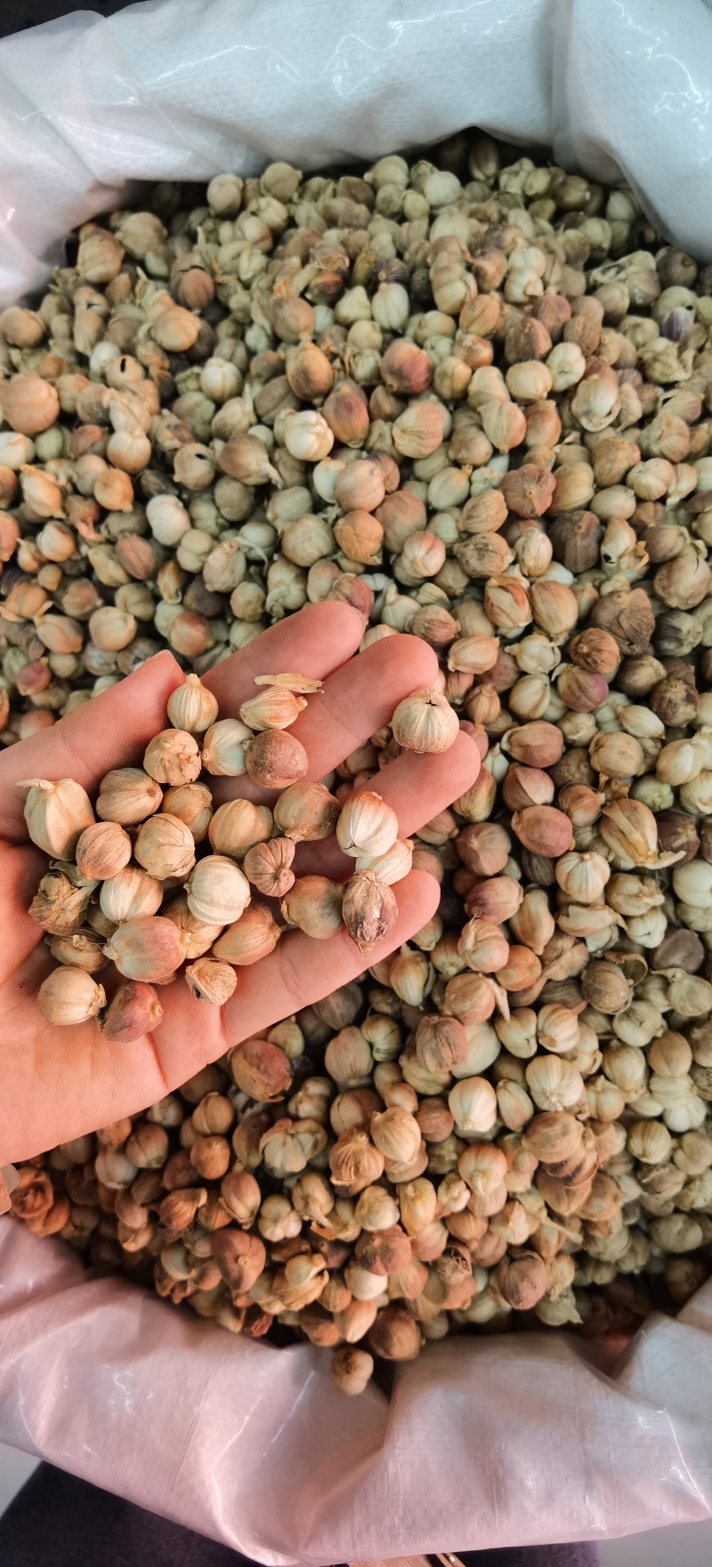 白豆蔻批发白豆蔻可供实体店批发零售量大从优