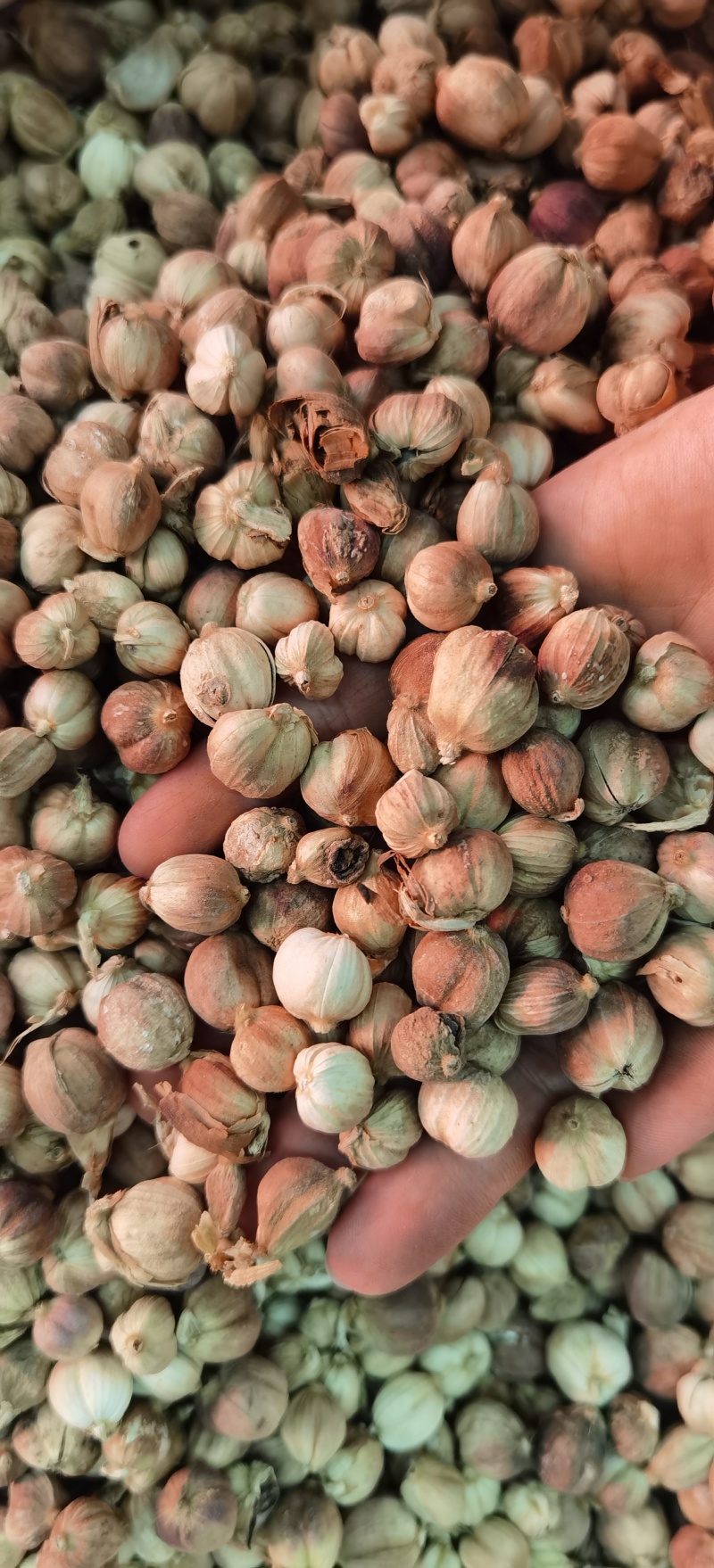 白豆蔻批发白豆蔻可供实体店批发零售量大从优