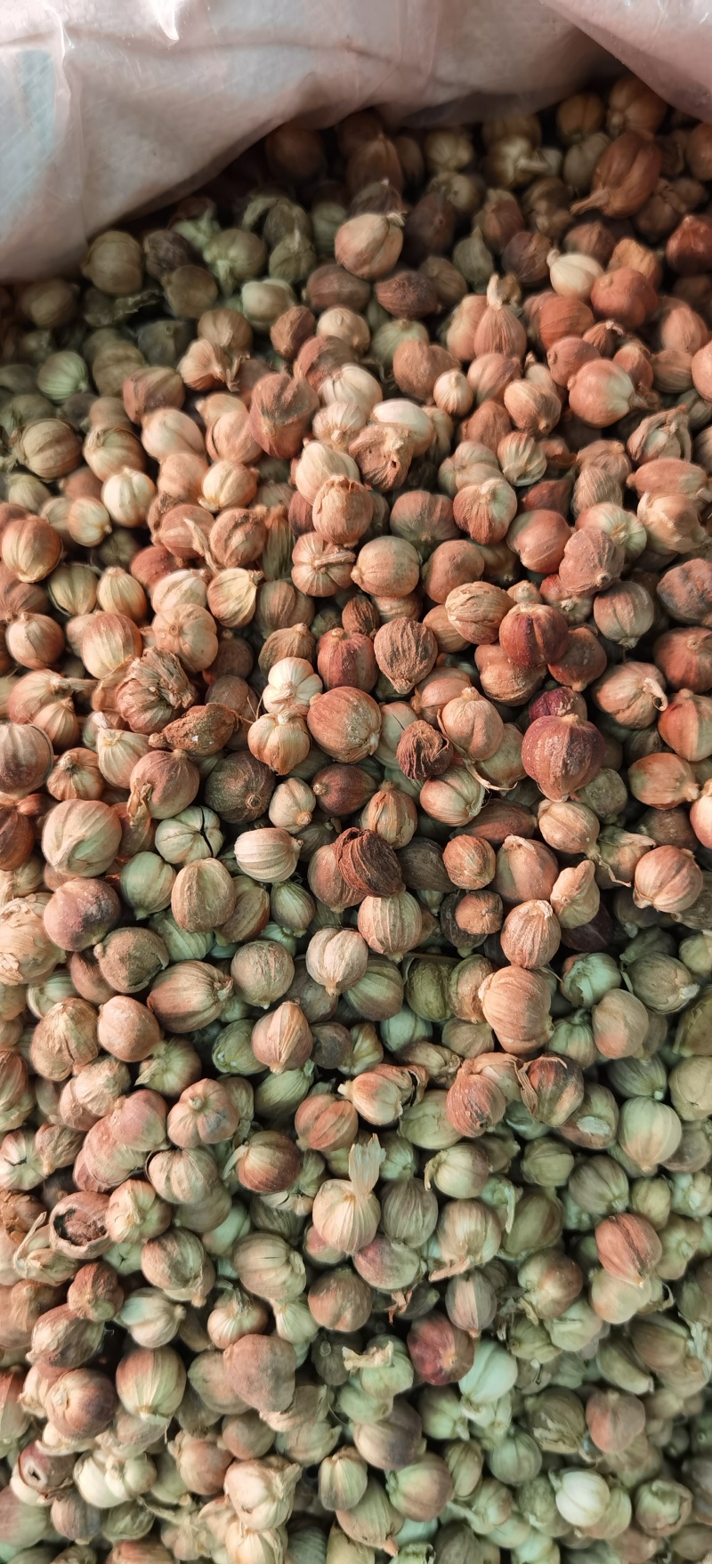 白豆蔻批发白豆蔻可供实体店批发零售量大从优