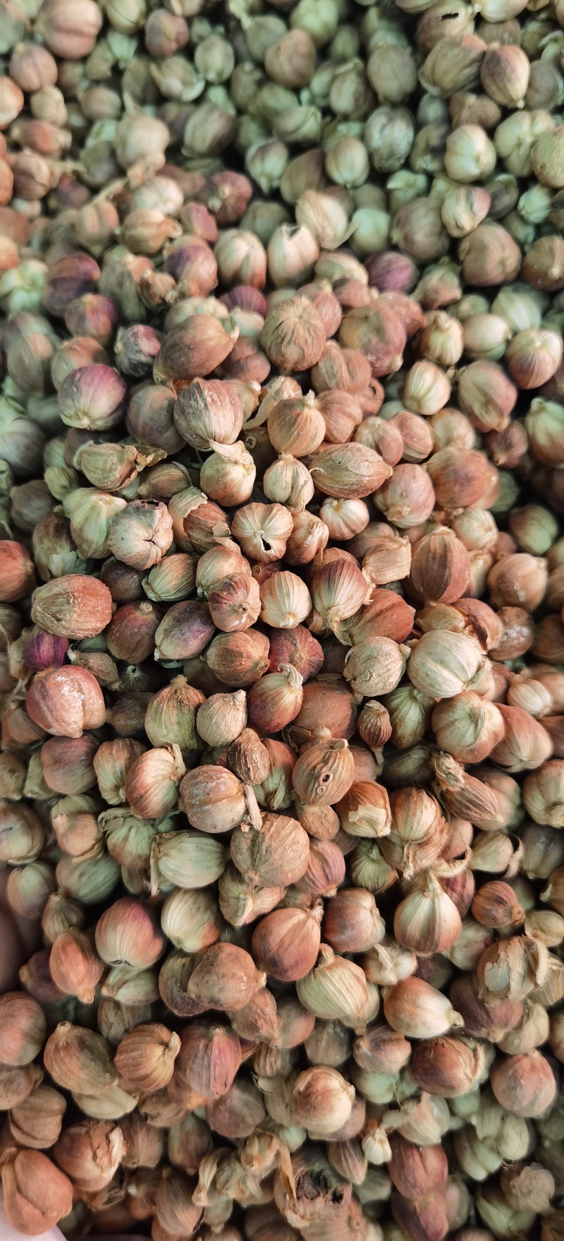 白豆蔻批发白豆蔻可供实体店批发零售量大从优