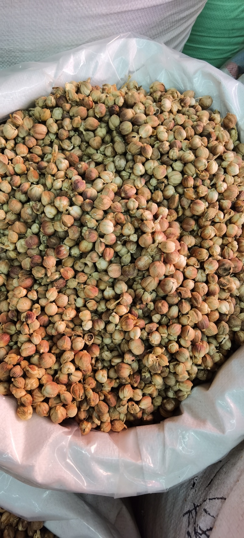 白豆蔻批发白豆蔻可供实体店批发零售量大从优