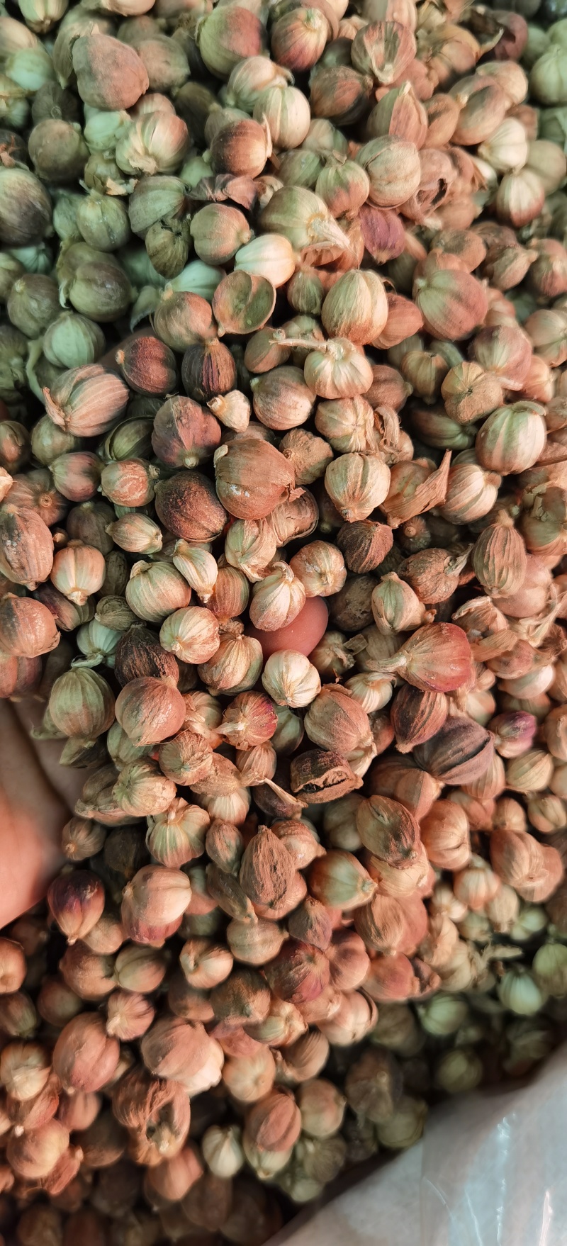 白豆蔻批发白豆蔻可供实体店批发零售量大从优