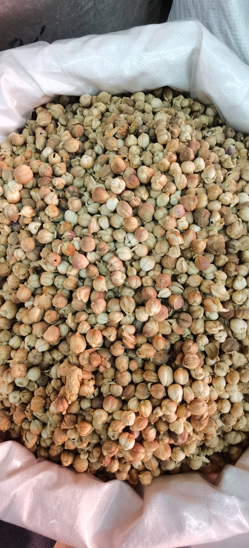 白豆蔻批发白豆蔻可供实体店批发零售量大从优