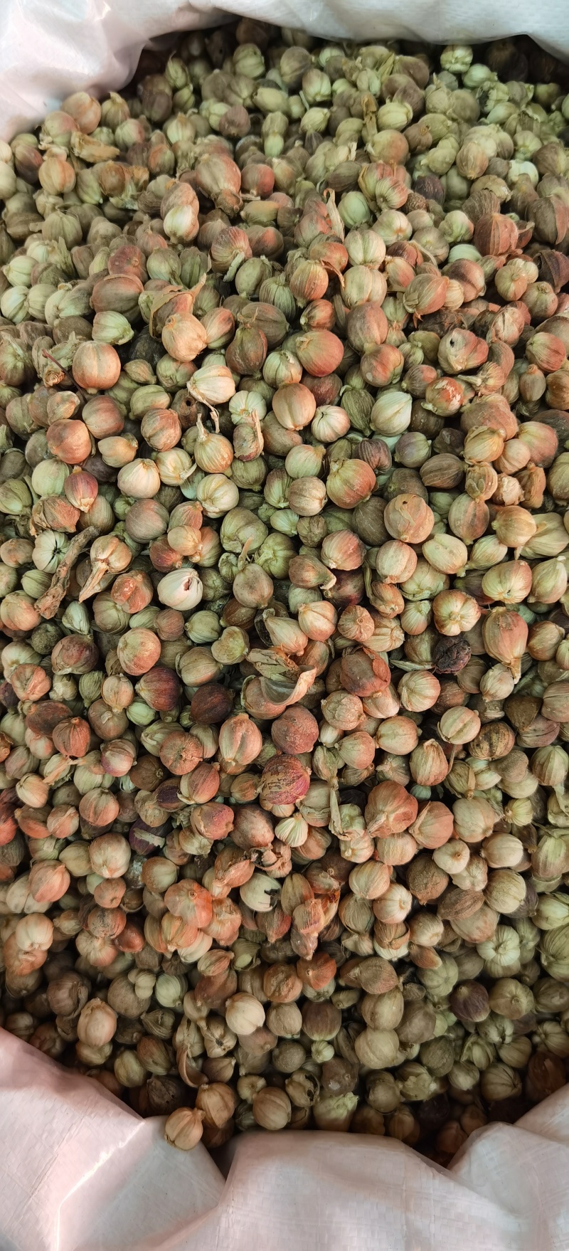 白豆蔻批发白豆蔻可供实体店批发零售量大从优