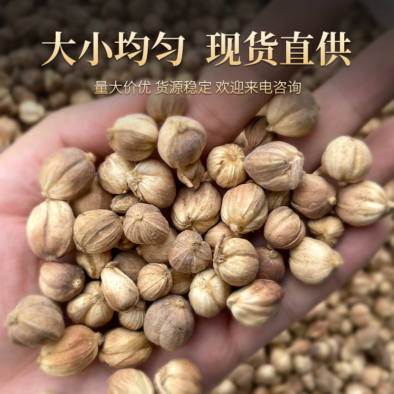 白豆蔻批发白豆蔻可供实体店批发零售量大从优
