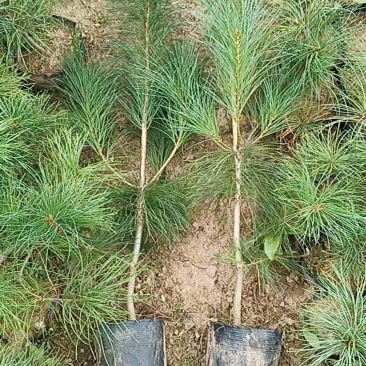 油松1米以上发西藏新疆四川，种植面积大成活率高