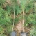 油松1米以上发西藏新疆四川，种植面积大成活率高