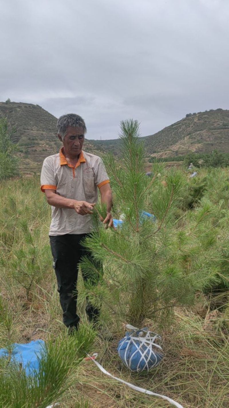 油松1米以上发西藏新疆四川，种植面积大成活率高