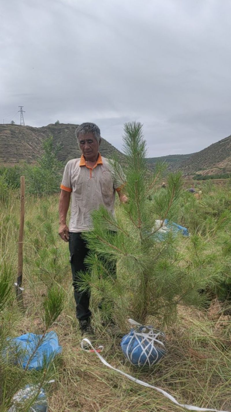 油松1米以上发西藏新疆四川，种植面积大成活率高