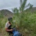 油松1米以上发西藏新疆四川，种植面积大成活率高