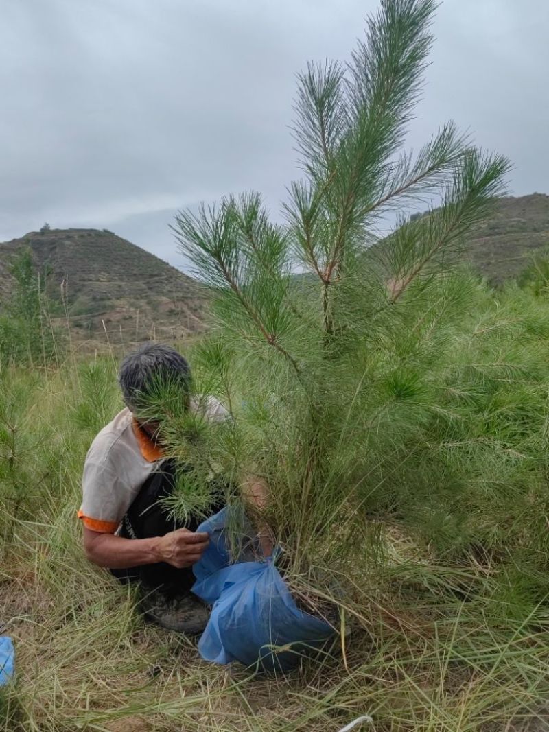 油松1米以上发西藏新疆四川，种植面积大成活率高