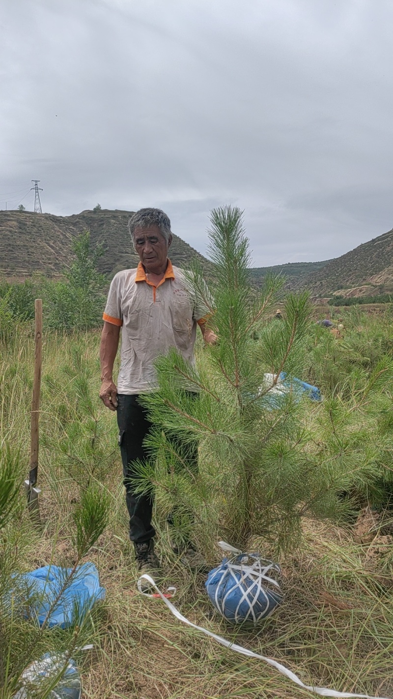 油松1米以上发西藏新疆四川，种植面积大成活率高