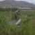 油松1米以上发西藏新疆四川，种植面积大成活率高