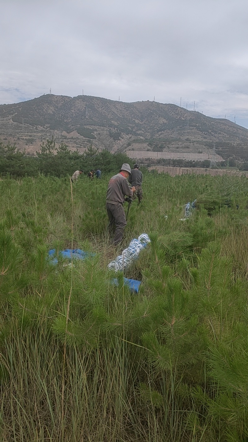 油松1米以上发西藏新疆四川，种植面积大成活率高