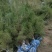 油松1米以上发西藏新疆四川，种植面积大成活率高