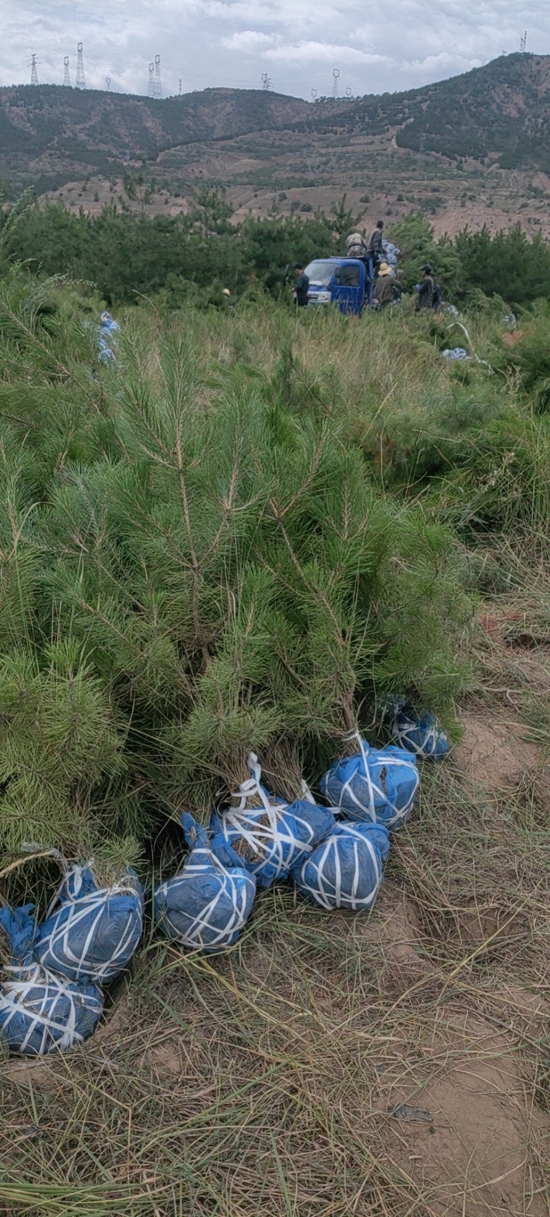 油松1米以上发西藏新疆四川，种植面积大成活率高