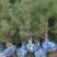 油松1米以上发西藏新疆四川，种植面积大成活率高