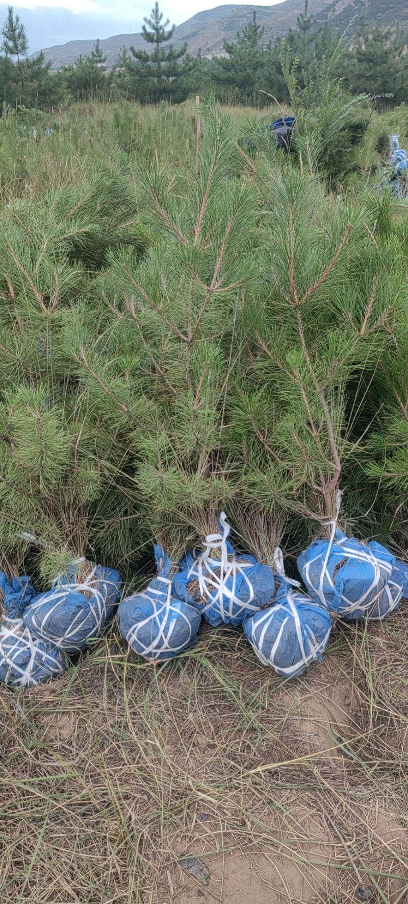 油松1米以上发西藏新疆四川，种植面积大成活率高