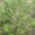油松1米以上发西藏新疆四川，种植面积大成活率高