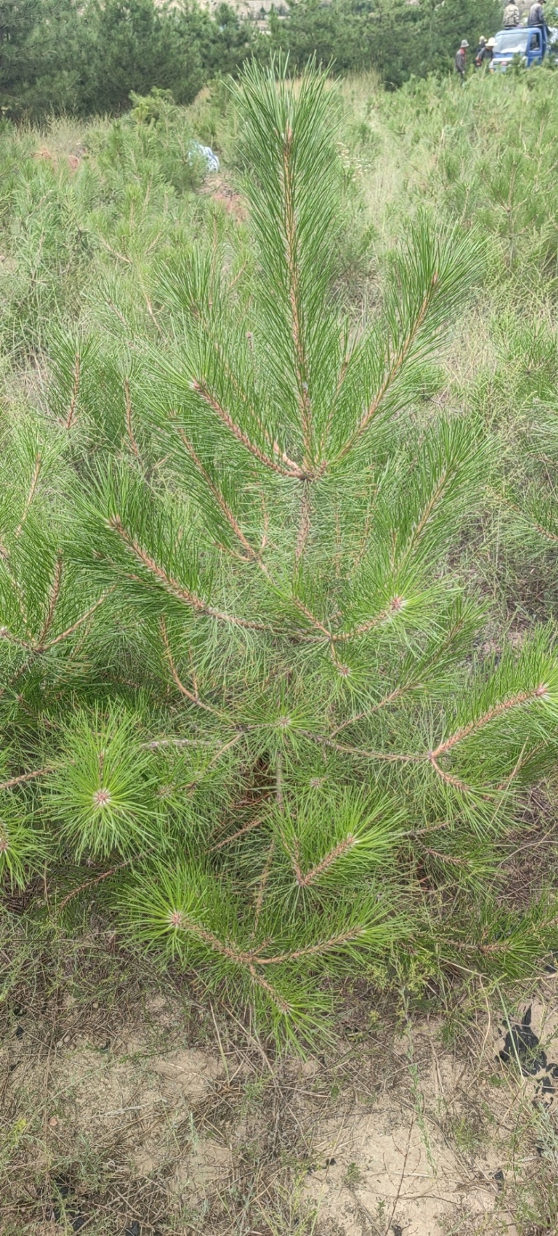 油松1米以上发西藏新疆四川，种植面积大成活率高
