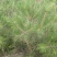 油松1米以上发西藏新疆四川，种植面积大成活率高