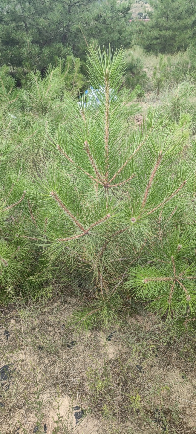 油松1米以上发西藏新疆四川，种植面积大成活率高