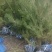 油松1米以上发西藏新疆四川，种植面积大成活率高