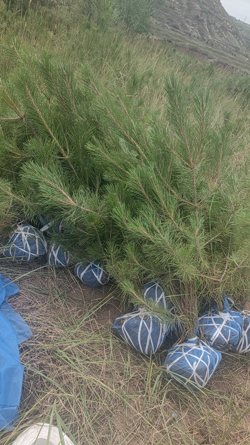 油松1米以上发西藏新疆四川，种植面积大成活率高
