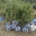 油松1米以上发西藏新疆四川，种植面积大成活率高
