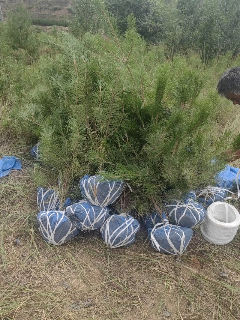 油松1米以上发西藏新疆四川，种植面积大成活率高