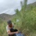 油松1米以上发西藏新疆四川，种植面积大成活率高