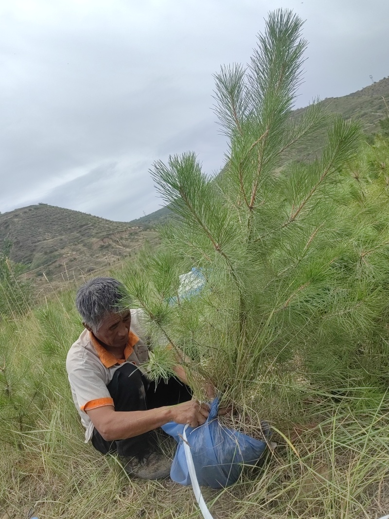 油松1米以上发西藏新疆四川，种植面积大成活率高