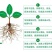 生根剂生根液促根壮苗养根护苗果树蔬菜花卉中药材
