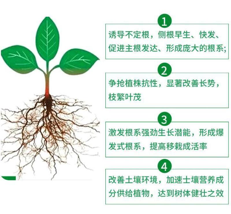 生根剂生根液促根壮苗养根护苗果树蔬菜花卉中药材