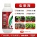 生根剂生根液促根壮苗养根护苗果树蔬菜花卉中药材