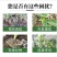 生根剂生根液促根壮苗养根护苗果树蔬菜花卉中药材