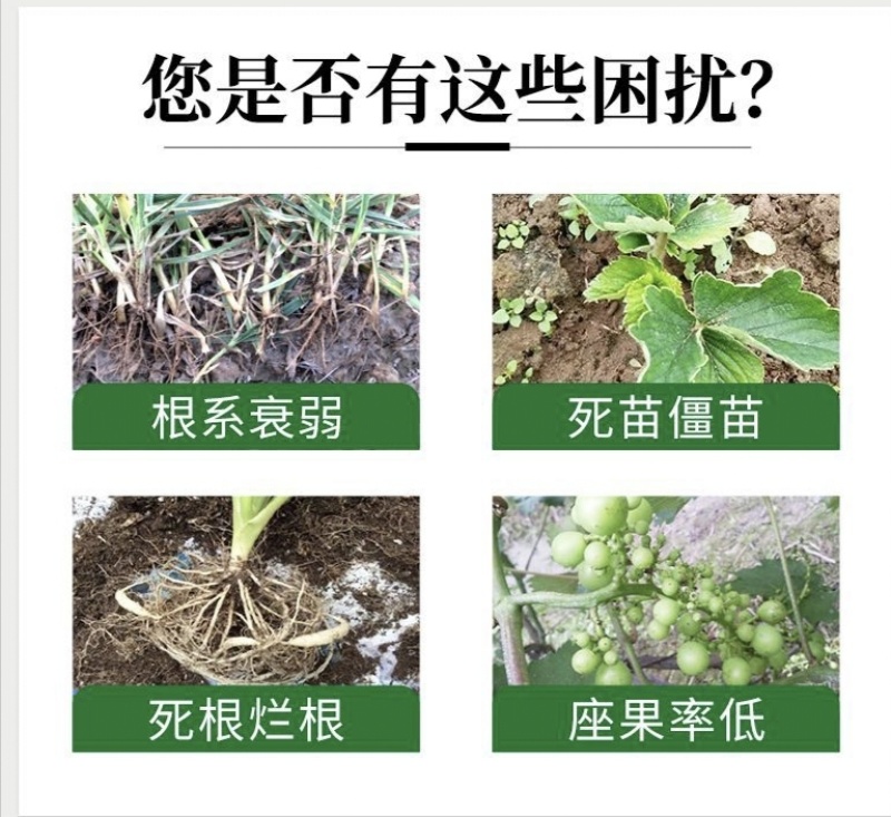 生根剂生根液促根壮苗养根护苗果树蔬菜花卉中药材