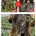生根剂生根液促根壮苗养根护苗果树蔬菜花卉中药材
