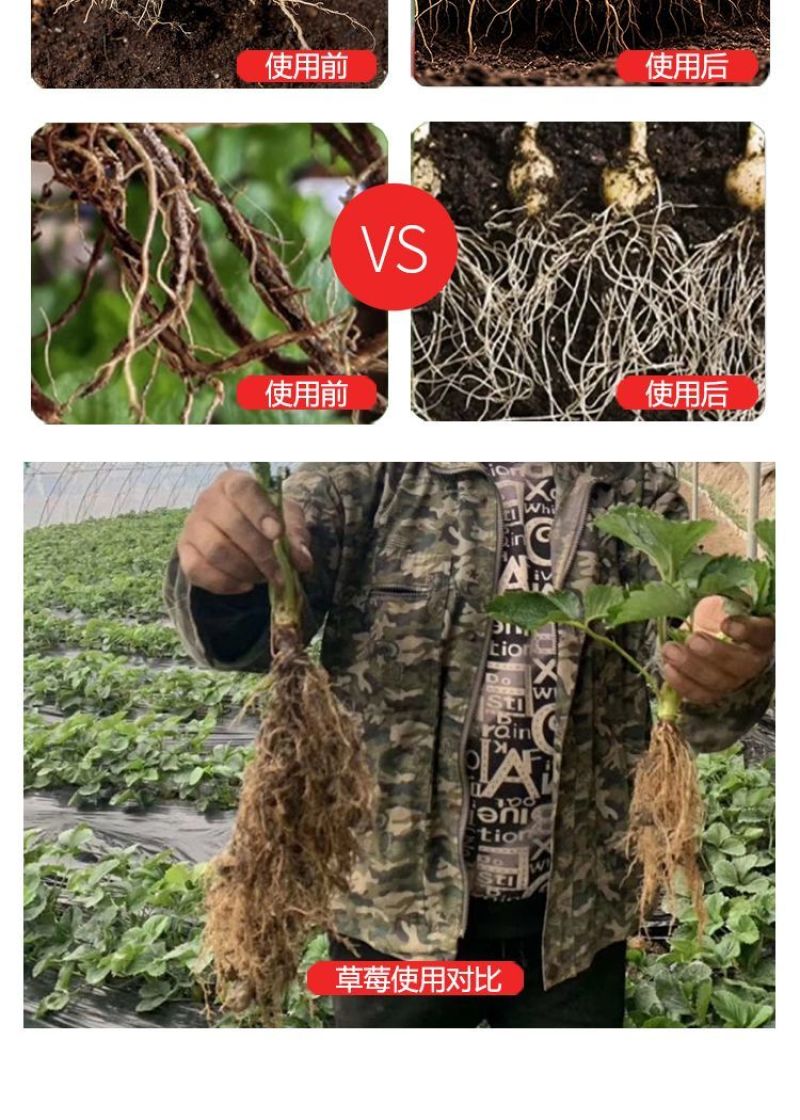 生根剂生根液促根壮苗养根护苗果树蔬菜花卉中药材