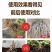 生根剂生根液促根壮苗养根护苗果树蔬菜花卉中药材