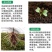 生根剂生根液促根壮苗养根护苗果树蔬菜花卉中药材