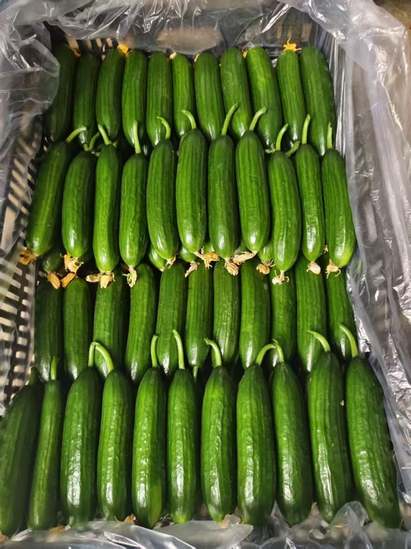 云南精品水果黄瓜.超市必需品.