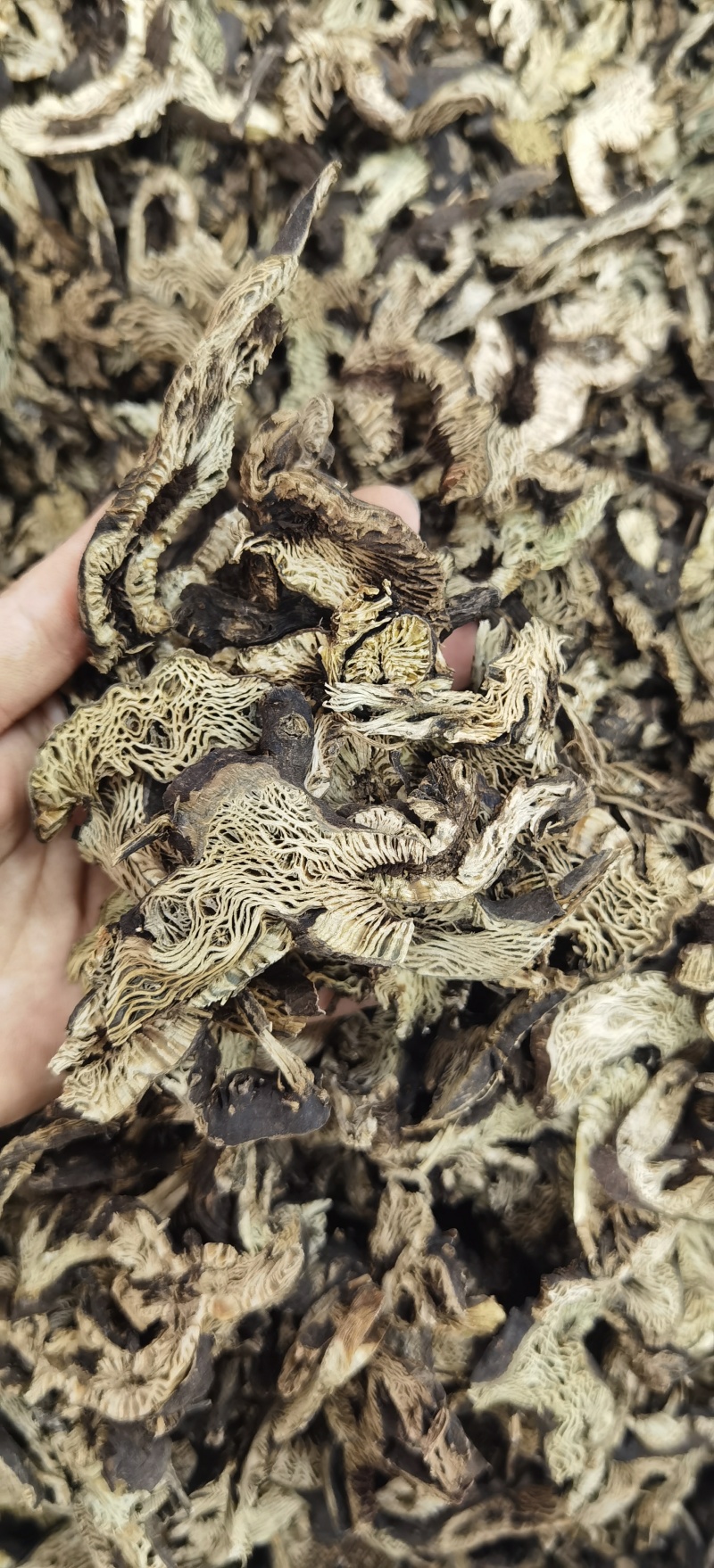升麻批发新货升麻规格齐全可供实体店批发量大价优
