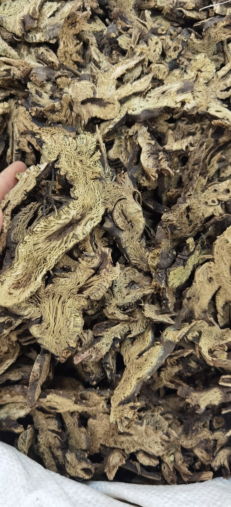 升麻批发新货升麻规格齐全可供实体店批发量大价优