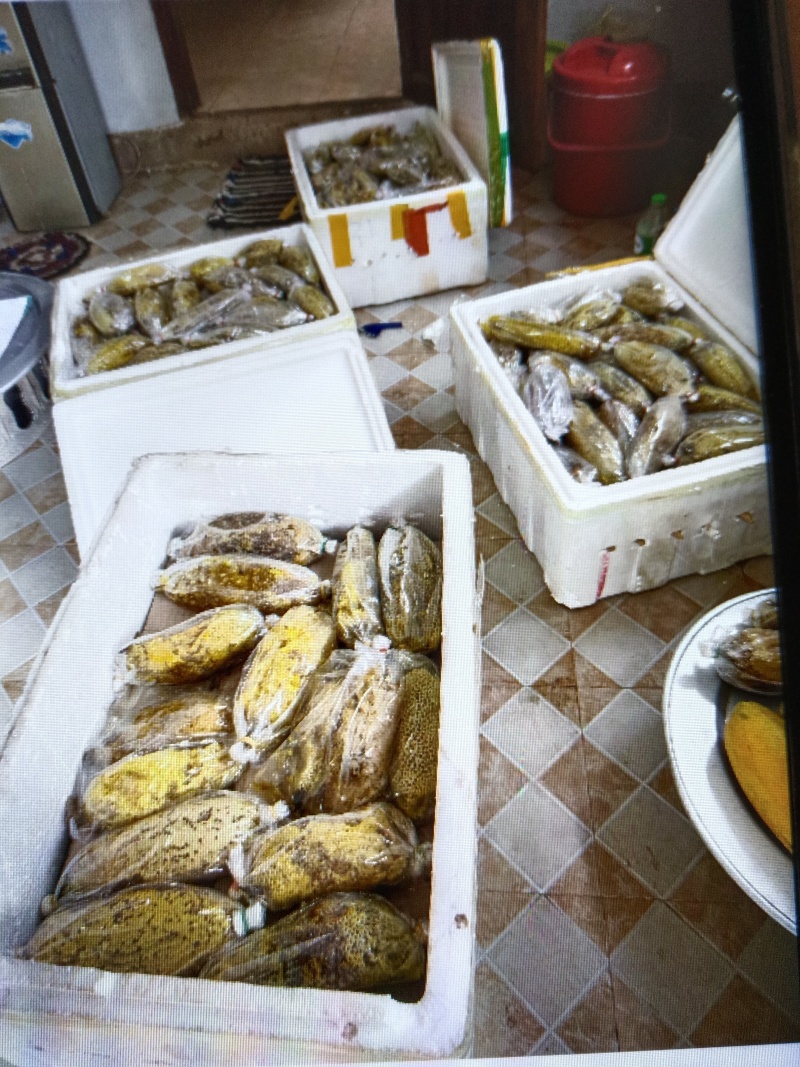 老挝纯野生小排蜂
