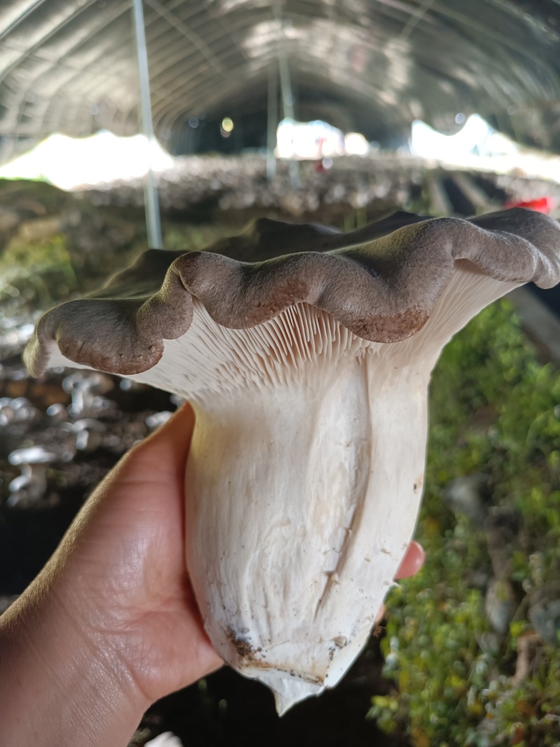 麒麟菇菌包