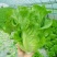 《优选推荐》安阳意大利生菜，对接商超电商，全国发货。