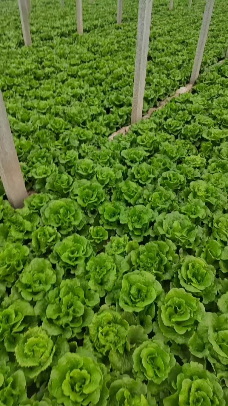《优选推荐》安阳意大利生菜，对接商超电商，全国发货。