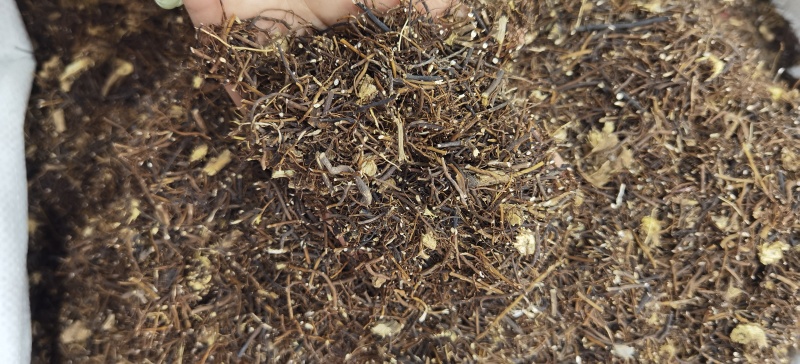 威灵仙批发威灵仙规格齐全可供大货量大价优